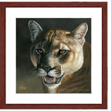 Cougar Portrait II | Fine Art Prints