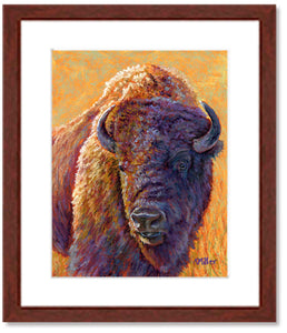 Pastel portrait print of a bison in the morning light with a mahogany frame and 2” white mat. Rendered in a contemporary style using bold strokes and bright colors by award winning artist Kathie Miller. 