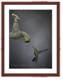 Western Emerald Hummingbird Painting with mahogany frame by wildlife artist Kathie Miller.  Prints available. 