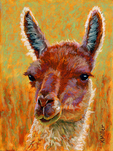 Original pastel portrait of an alpaca in the bright sun by award winning artist Kathie Miller. Contemporary style using bold strokes and bright colors. Prints available.