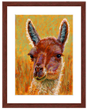 Pastel portrait of an alpaca with a mahogany frame and white mat. Rendered in a contemporary style using bold strokes and bright colors by award winning artist Kathie Miller. 