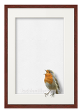 English Robin Chick Trompe l'oeil painting  with mohogany frame by wildlife artist Kathie Miller. Prints available.