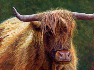 Original 16” x 12” pastel portrait of a highland cow in the morning sun by award winning artist Kathie Miller. Contemporary style using bold strokes and bright colors. Prints available.