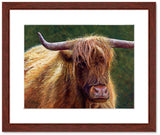 Pastel portrait print of a highland cow in the morning sun with a mahogany frame and 2” white mat. Rendered in a contemporary style using bold strokes and bright colors by award winning artist Kathie Miller. 