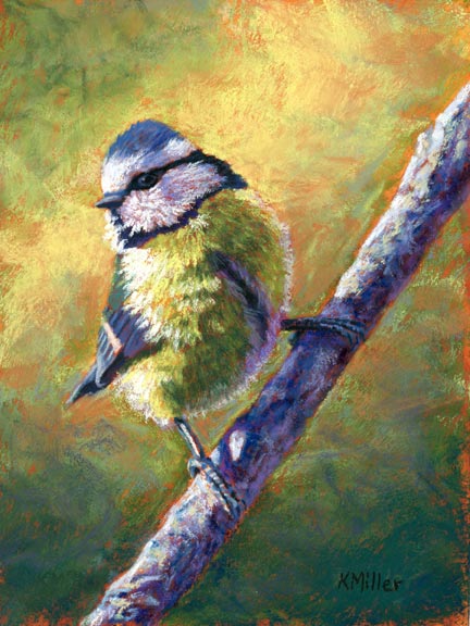 Original 6” x 8” pastel portrait of a blue tit in the morning light by award winning artist Kathie Miller. Contemporary style using bold strokes and bright colors. Prints available.
