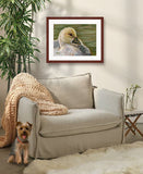 A mock up photo of a elegant sitting area. Hung on the wall is a print of my painting “Gabby-Gosling” by award winning artist Kathie Miller. The print has a mahogany frame and white mat. This is a contemporary pastel portrait of a young gosling rendered in bold expressive strokes and bright colors. 