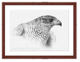 Goshawk Drawing with mahogany frame by wildlife artist Kathie Miller.  Prints available.