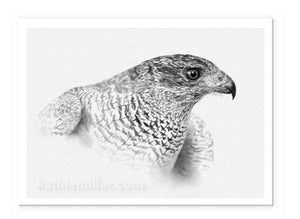 Goshawk Drawing by wildlife artist Kathie Miller.  Prints available.