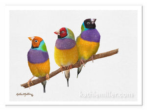 Gouldian Finches painting by wildlife artist Kathie Miller.  Prints available. 