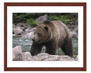Grizzly Bear II painting with mohogany frame  by award winning artist Kathie Miller. Prints available.