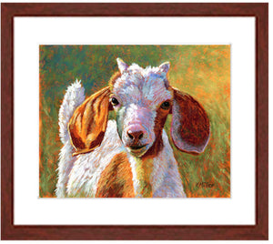 Pastel portrait print of a  young goat with big floppy ears with a mahogany frame and white mat. Rendered in a contemporary style using bold strokes and bright colors by award winning artist Kathie Miller. 