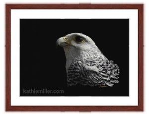 White Gyrfalcon on black with mahogany frame painting by wildlife artist Kathie Miller. Prints available.