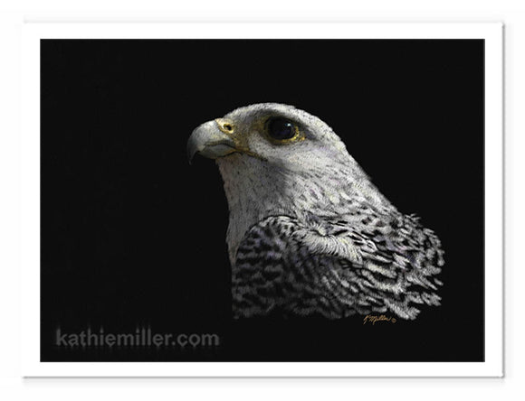 White Gyrfalcon on black painting by wildlife artist Kathie Miller. Prints available.