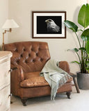 White Gyrfalcon on black painting by wildlife artist Kathie Miller. Prints available.