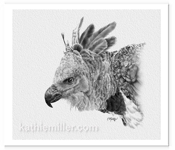 Harpy Eagle Drawing by wildlife artist Kathie Miller. Prints available.
