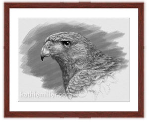 Harris Hawk drawing by with mohagony frame award winning artist Kathie Miller. Prints available.