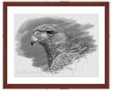Harris Hawk drawing by with mohagony frame award winning artist Kathie Miller. Prints available.