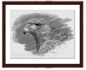 Harris Hawk drawing with walnut frame by award winning artist Kathie Miller. Prints available.