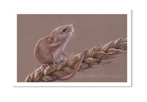 Harvest mouse pastel by wildlife artist Kathie Miller. Prints available.