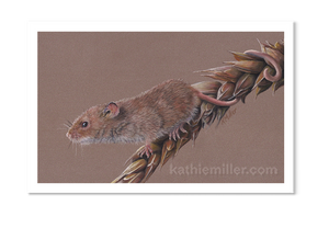Harvest Mouse 3 pastel print by award winning artist Kathie Miller.