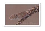 Harvest Mouse 3 pastel print by award winning artist Kathie Miller.