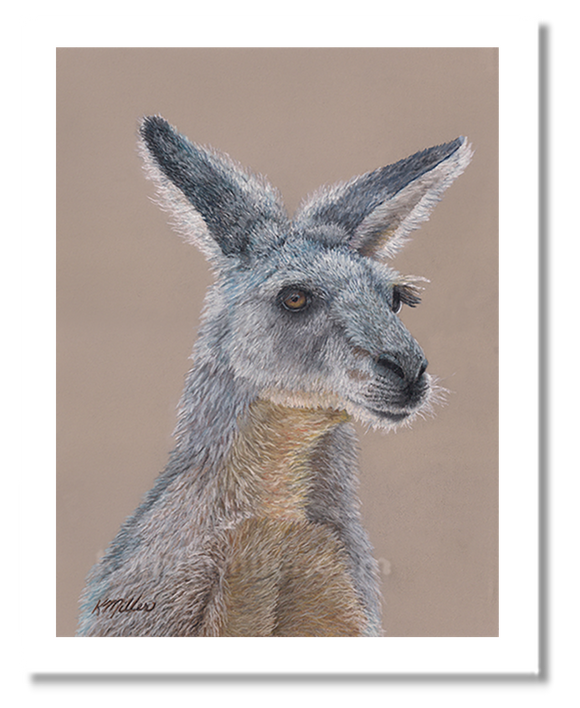 Kangaroo portrait in pastels by award winning artist Kathie Miller.