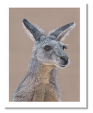 Kangaroo portrait in pastels by award winning artist Kathie Miller.