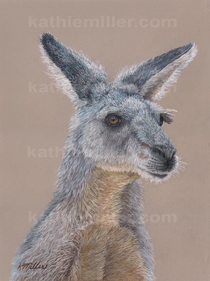 Kangaroo - Pastel 12