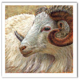 Keeping Watch - Dall Sheep Ram | Fine Art Prints