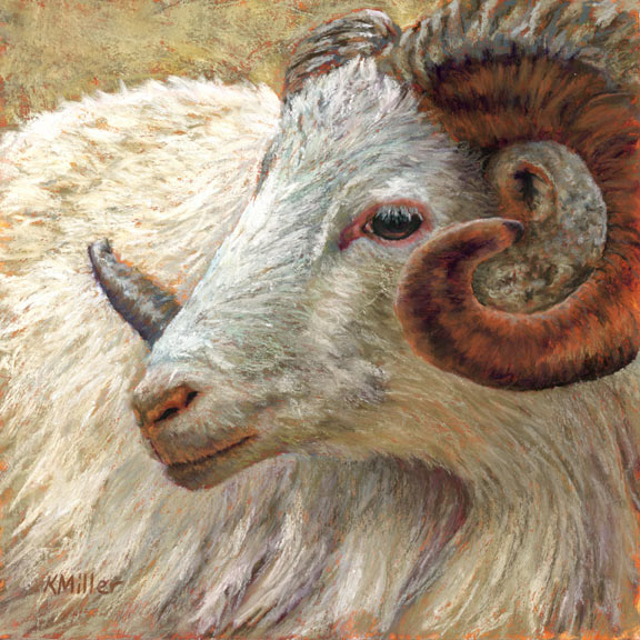 Original 8” x  8” pastel portrait of a dall sheep ram by award winning artist Kathie Miller. Contemporary style using bold strokes and bright colors. Prints available.