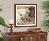 Keeping Watch - Dall Sheep Ram | Fine Art Prints