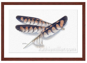 American Kestrel Feathers Painting with mahogany frame by wildlife artist Kathie Miller. Prints available.
