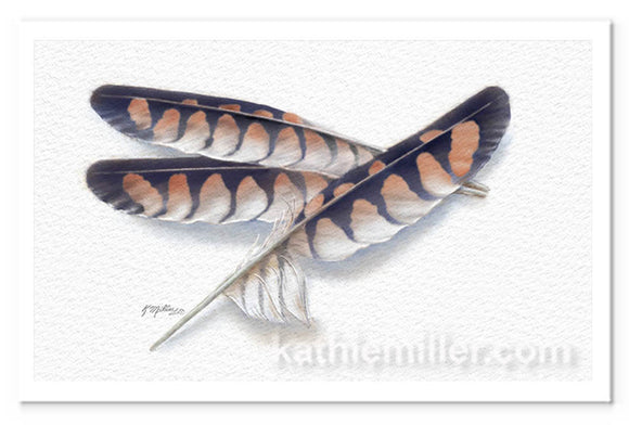 American Kestrel Feathers Painting by wildlife artist Kathie Miller. Prints available.