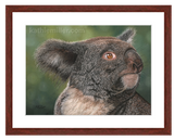 Koala portrait with mahogany frame by award winning artist Kathie Miller.