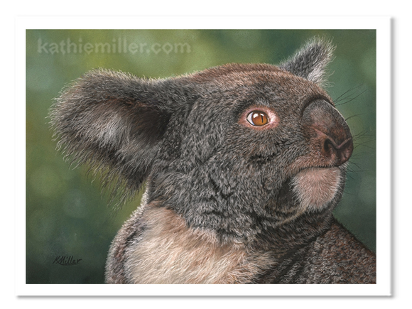 Koala portrait by award winning artist Kathie Miller.