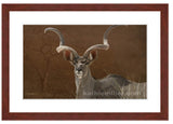 Kudu painting with mohogany frame by award winning wildlife artist Kathie Miller