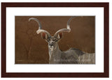 Kudu painting with walnut frame by award winning wildlife artist Kathie Miller