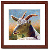 Pastel portrait print of a white goat laying in the sun with a mahogany frame and white mat. Rendered in a contemporary style using bold strokes and bright colors by award winning artist Kathie Miller. 