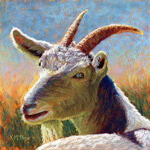 Original 10” x 10” Patel portrait of white goat laying in the sun by award winning artist Kathie Miller. Contemporary style using bold strokes and bright colors. Prints available.