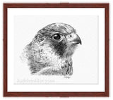Lanner Falcon Drawing with mahogany frame  by wildlife artist Kathie Miller. Prints available. 