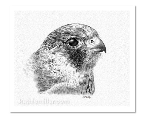 Lanner Falcon Drawing | Fine Art Print