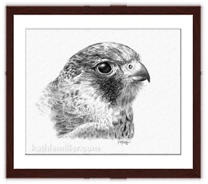 Lanner Falcon Drawing with walnut frame by wildlife artist Kathie Miller. Prints available. 