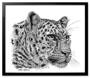 Leopard Portrait - Ink drawing with black frame by wildlife artist Kathie Miller. Prints Available