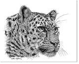 Leopard Portrait - Ink by wildlife artist Kathie Miller. Prints Available