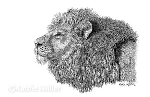 Lion Portrait - Ink by wildlife artist Kathie Miller. Prints available.