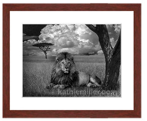 Lion in the Grass photo composition prints by award winning artist Kathie Miller