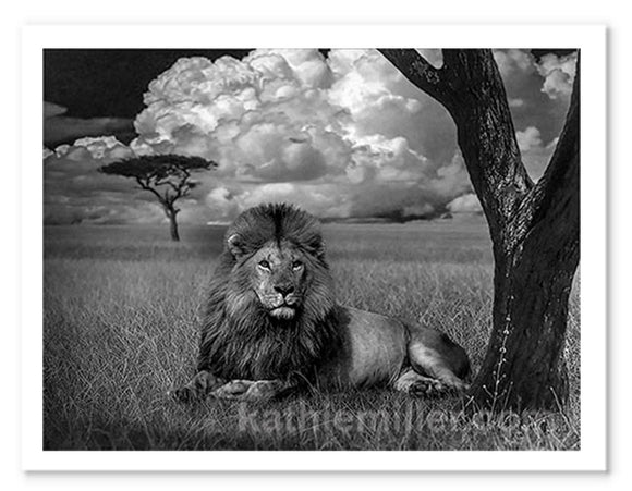 Lion in the Grass photo composition prints by award winning artist Kathie Miller