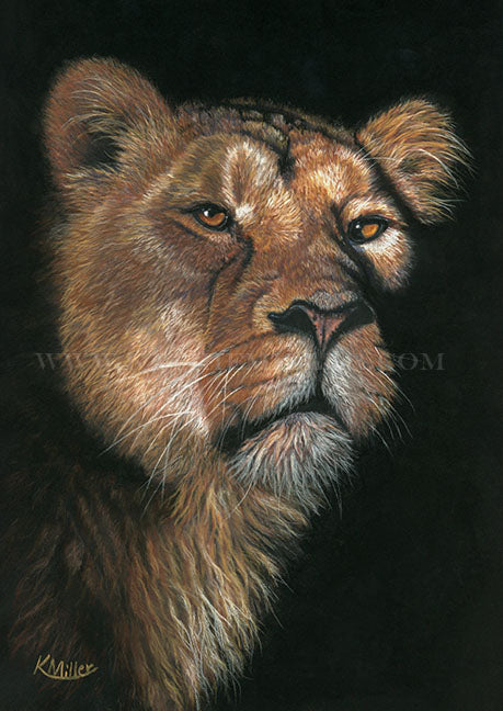 Lioness - original pastel 8.5