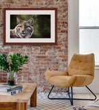 Lynx Portrait by award winning artist Kathie Miller.