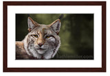 Lynx Portrait with walnut frame by award winning artist Kathie Miller. Prints available.